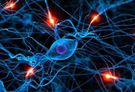 Phân tử não này có thể nắm giữ chìa khóa cho việc học tập, trí nhớ và điều trị bệnh Alzheimer