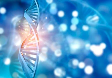 Các nhà khoa học có thể đã tìm thấy công tắc DNA nhỏ bé khiến chúng ta trở thành con người
