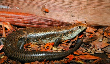 Các nhà khoa học đã tìm ra gen giúp thằn lằn Úc miễn nhiễm với nọc rắn độc