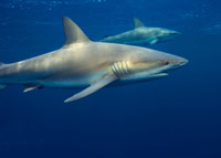 Máu cá mập: Vũ khí mới chống ung thư