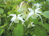 Bào chế Viagra từ dâm dương hoắc
