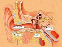 Các thuốc gây độc cho tai