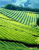 Trà xanh có thể phòng bệnh HIV?