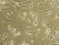 10 đột phá trong lĩnh vực y khoa 2008
