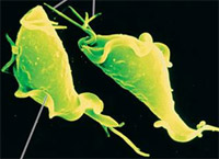 Những lưu ý khi đặt thuốc âm đạo