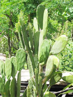 Thực phẩm chức năng: thức ăn hay vị thuốc?